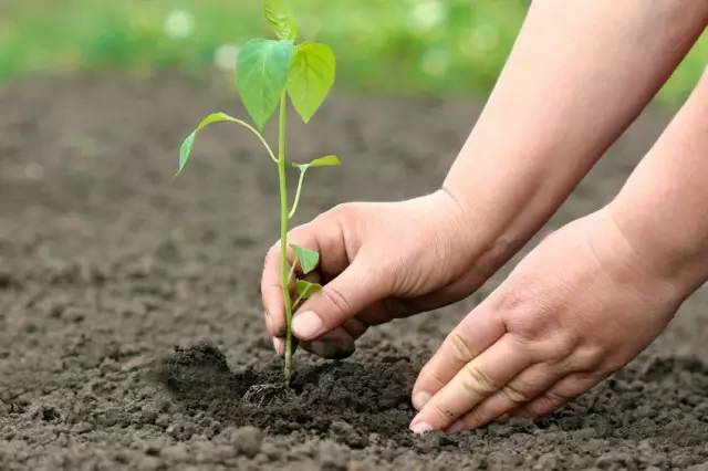 1595489963853504.jpg 4.jpg